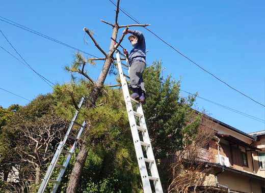 樹木の伐採・伐根