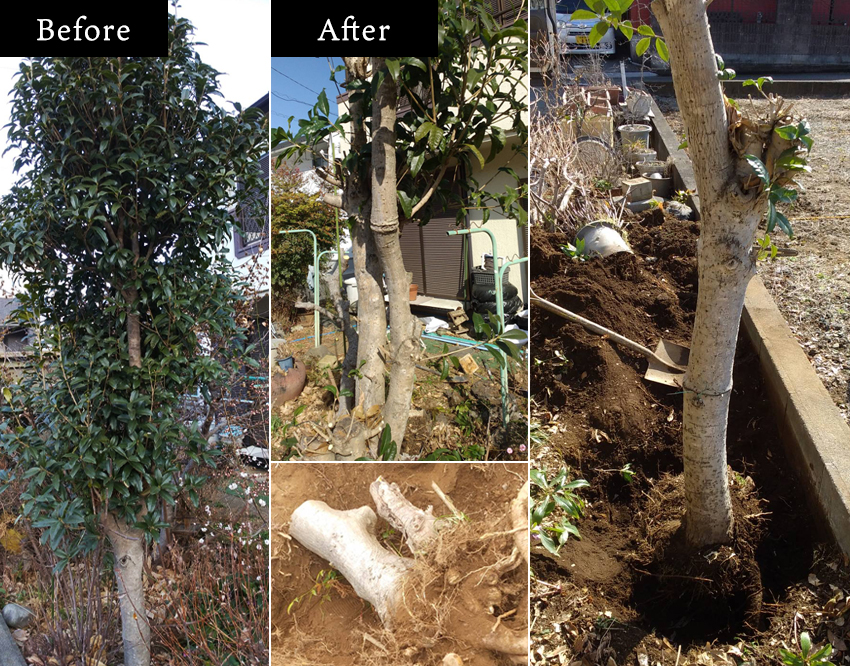 庭木の伐採(伐根)