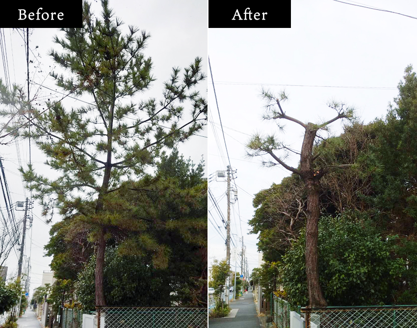 高木の強剪定